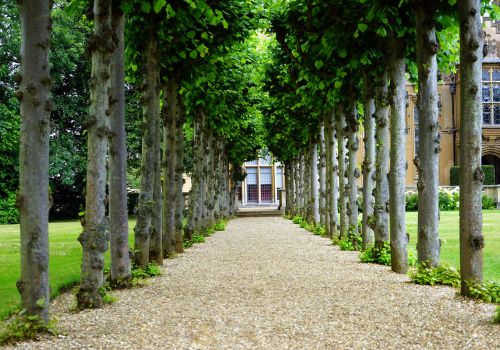 Het belang van bomen in een stad