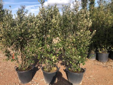 quercus ilex 200-225